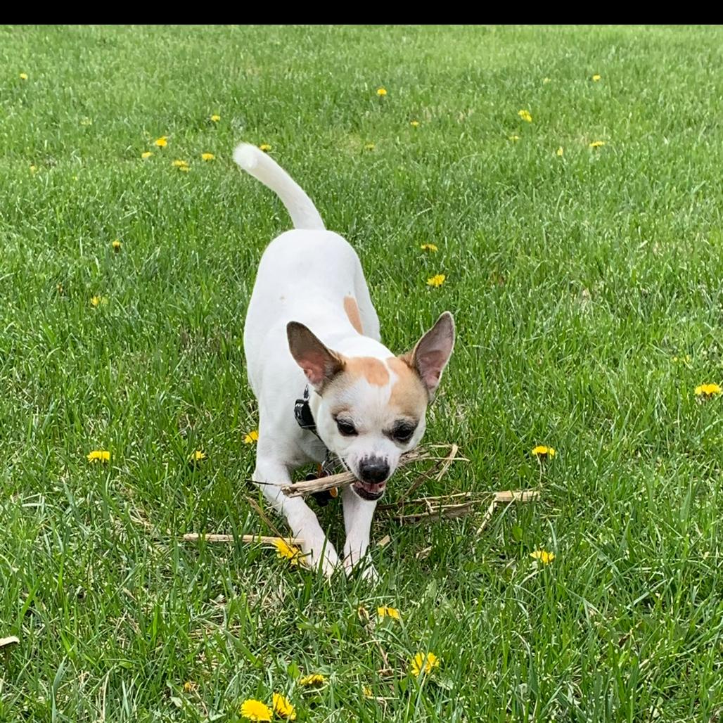 Enlarge Bandit, a Adoptable mixed breed in Delaware, OH image 5/6