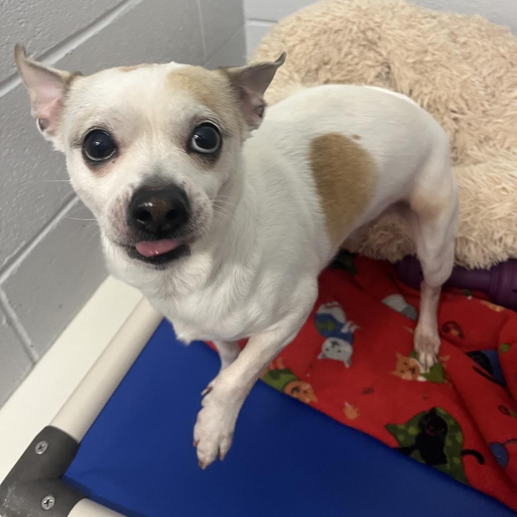 Enlarge Bandit, a Adoptable mixed breed in Delaware, OH image 6/6