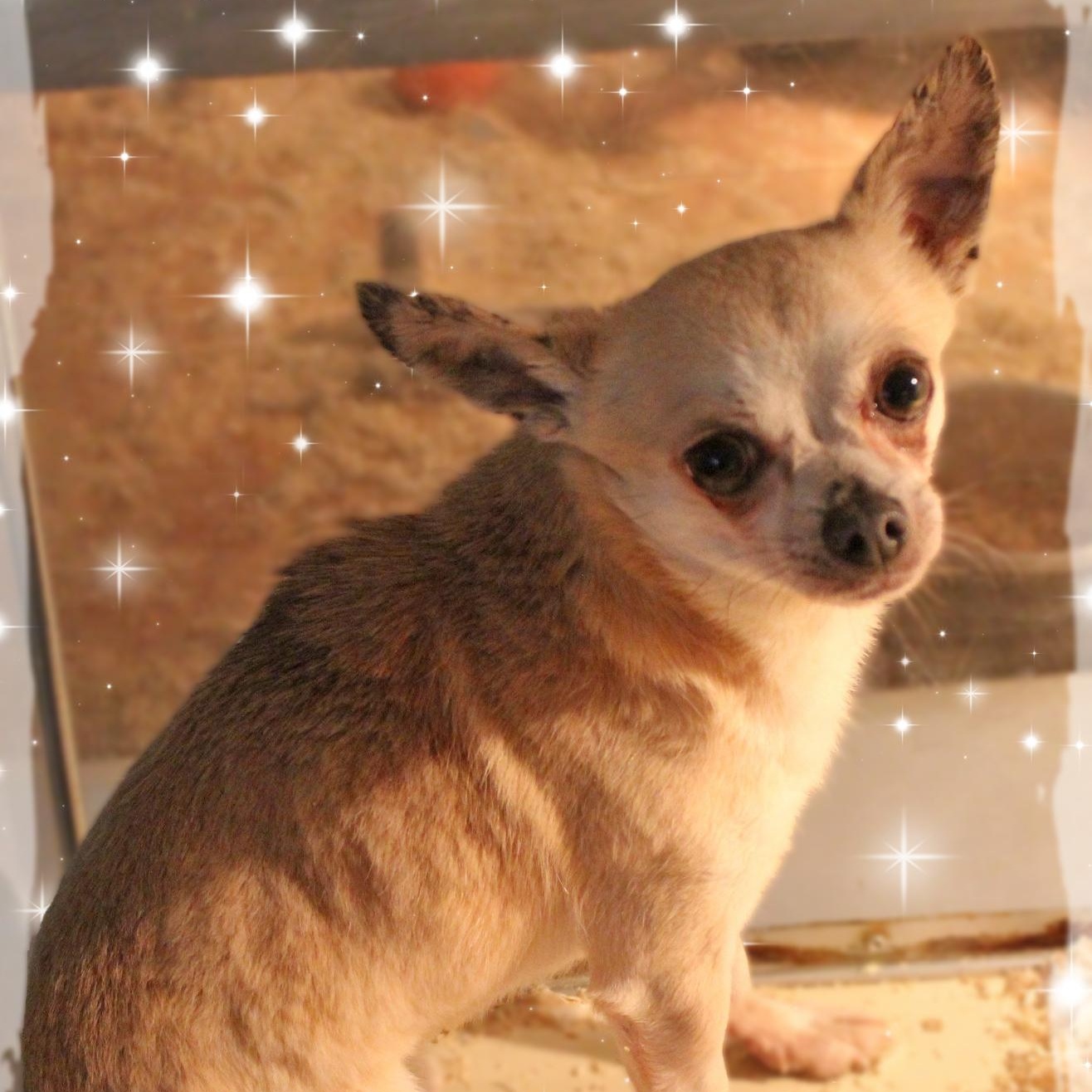 Pedro, ADOPTABLE, Adult Male Chihuahua.