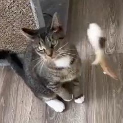 Josie, a Adoptable Domestic Short Hair in Chicago, IL image 1/6