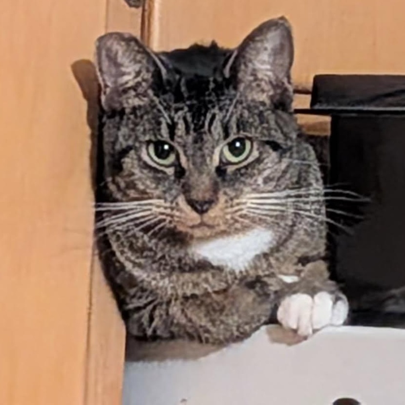 Josie, a Adoptable Domestic Short Hair in Chicago, IL image 2/6