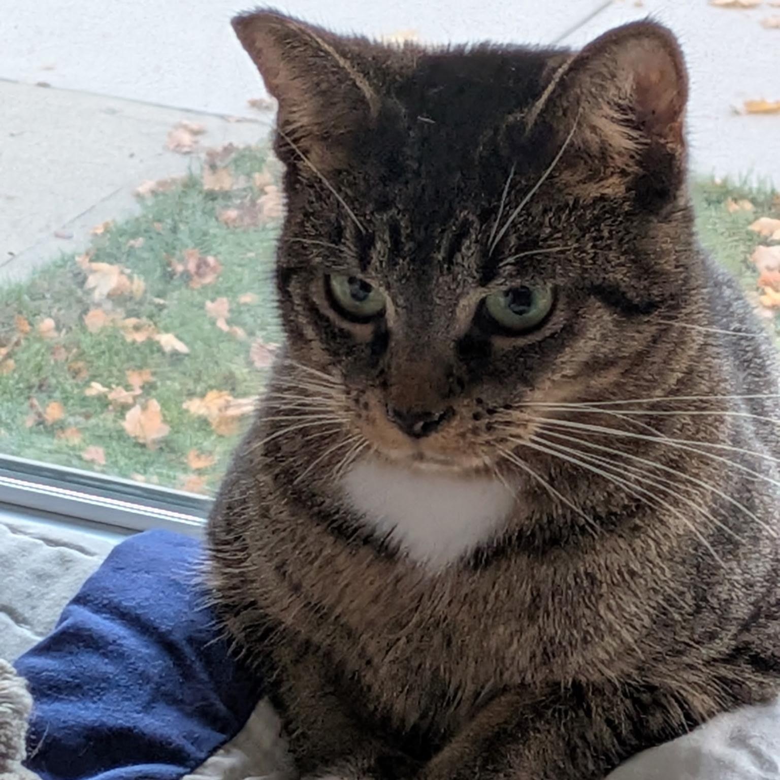 Josie, a Adoptable Domestic Short Hair in Chicago, IL image 3/6