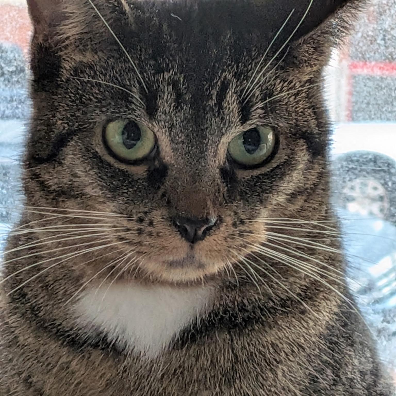 Josie, a Adoptable Domestic Short Hair in Chicago, IL image 4/6