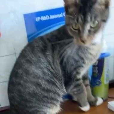 Josie, a Adoptable Domestic Short Hair in Chicago, IL image 5/6