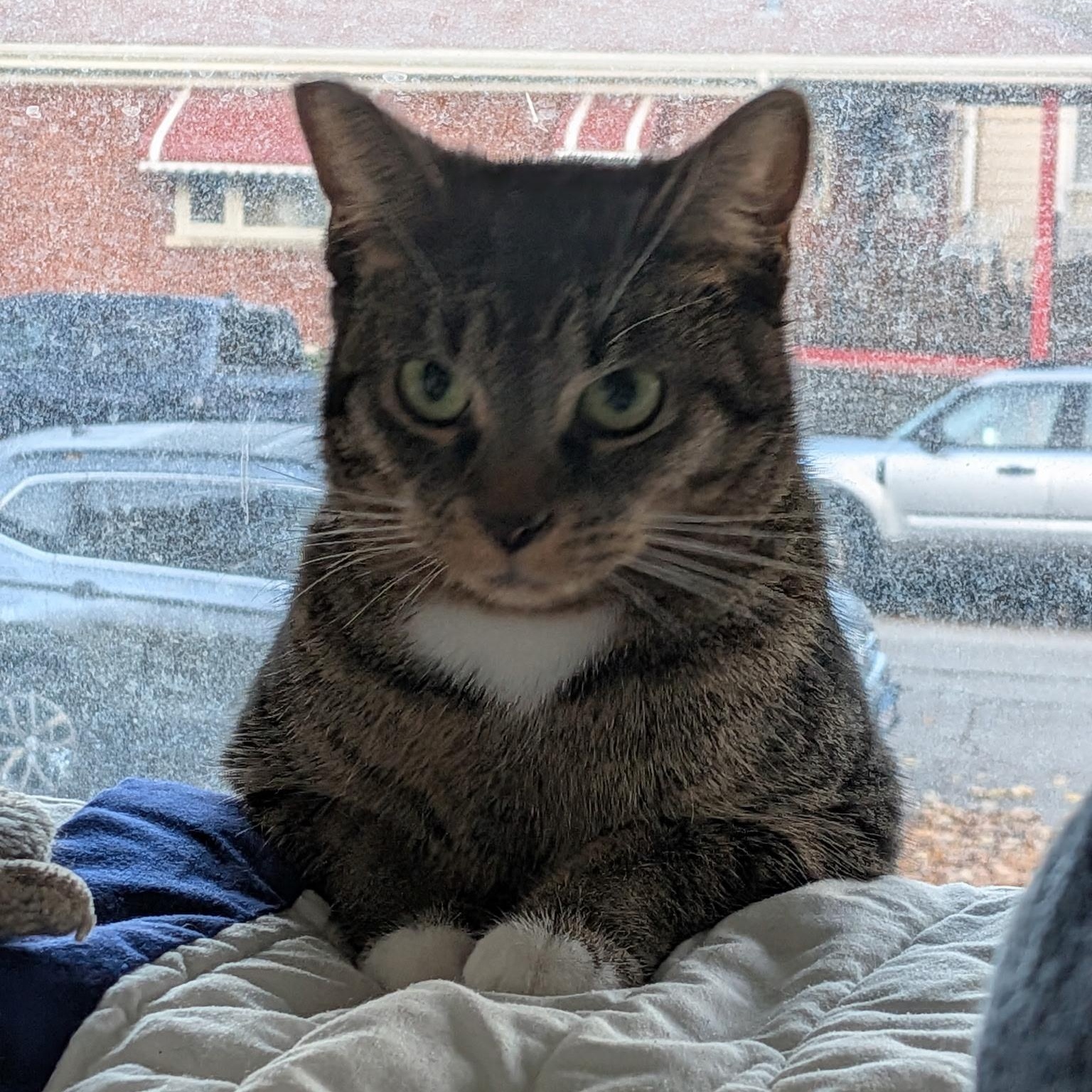 Josie, a Adoptable Domestic Short Hair in Chicago, IL image 6/6