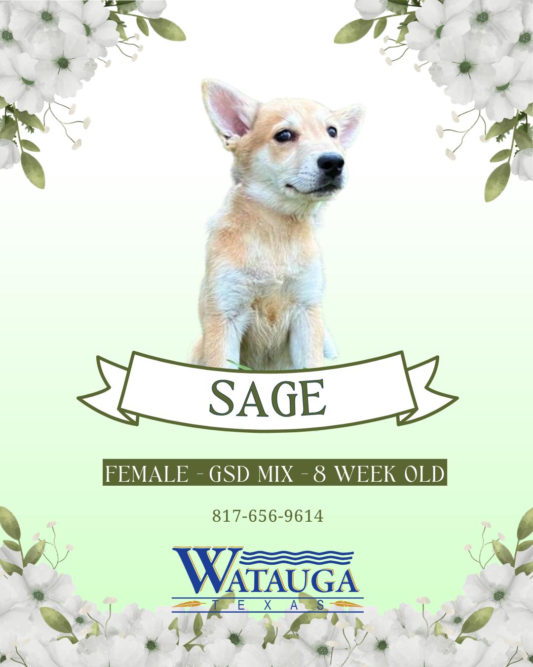 Sage, ADOPTABLE, Puppy Female German Shepherd Dog.