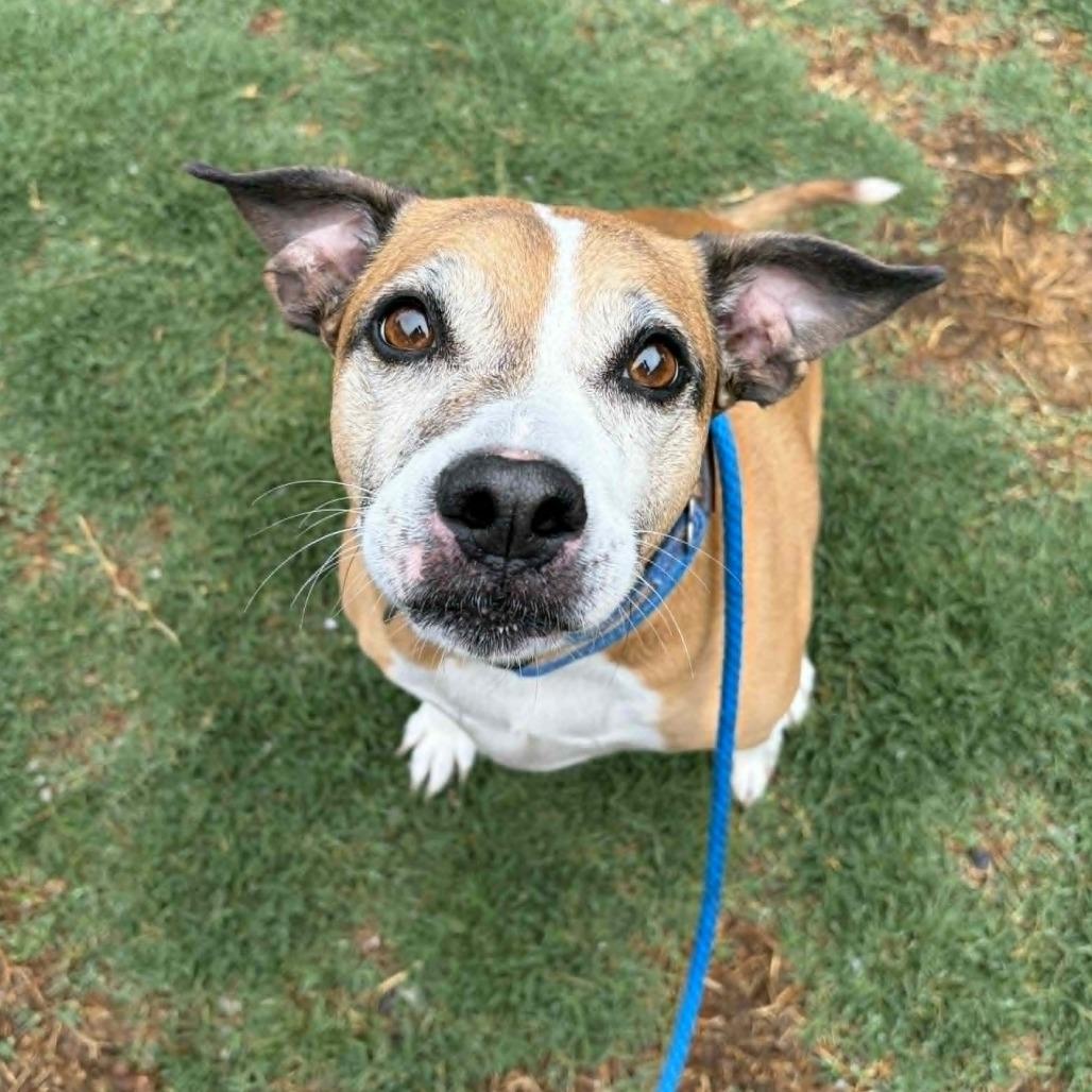 Bug, Adoptable, Senior Male Boxer & Mixed Breed.