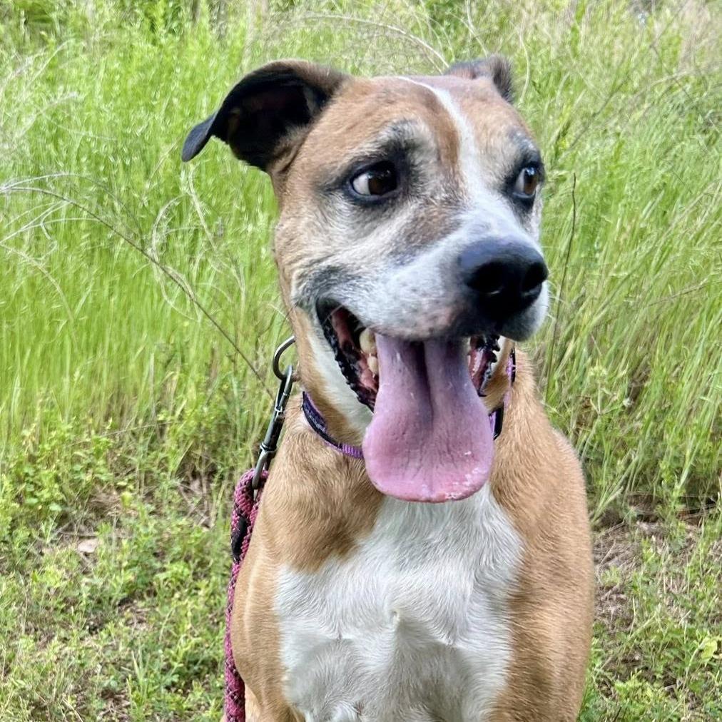 Bug, a Adoptable mixed breed in Concord, NC image 2/5