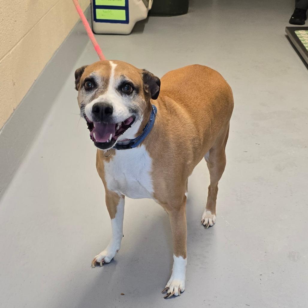 Bug, a Adoptable mixed breed in Concord, NC image 3/5