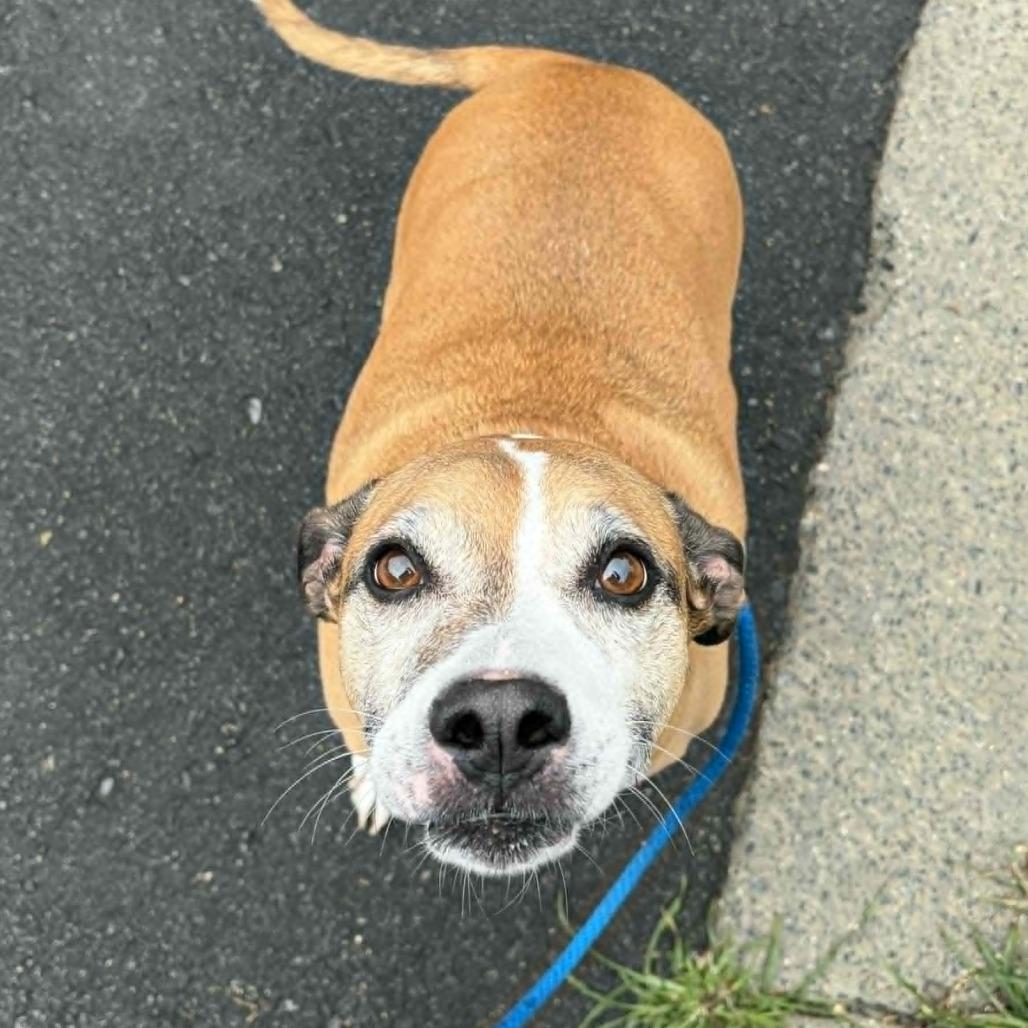 Bug, a Adoptable mixed breed in Concord, NC image 4/5
