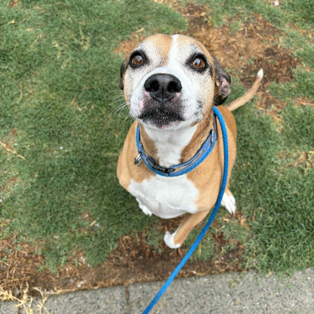 Bug, a Adoptable mixed breed in Concord, NC image 5/5