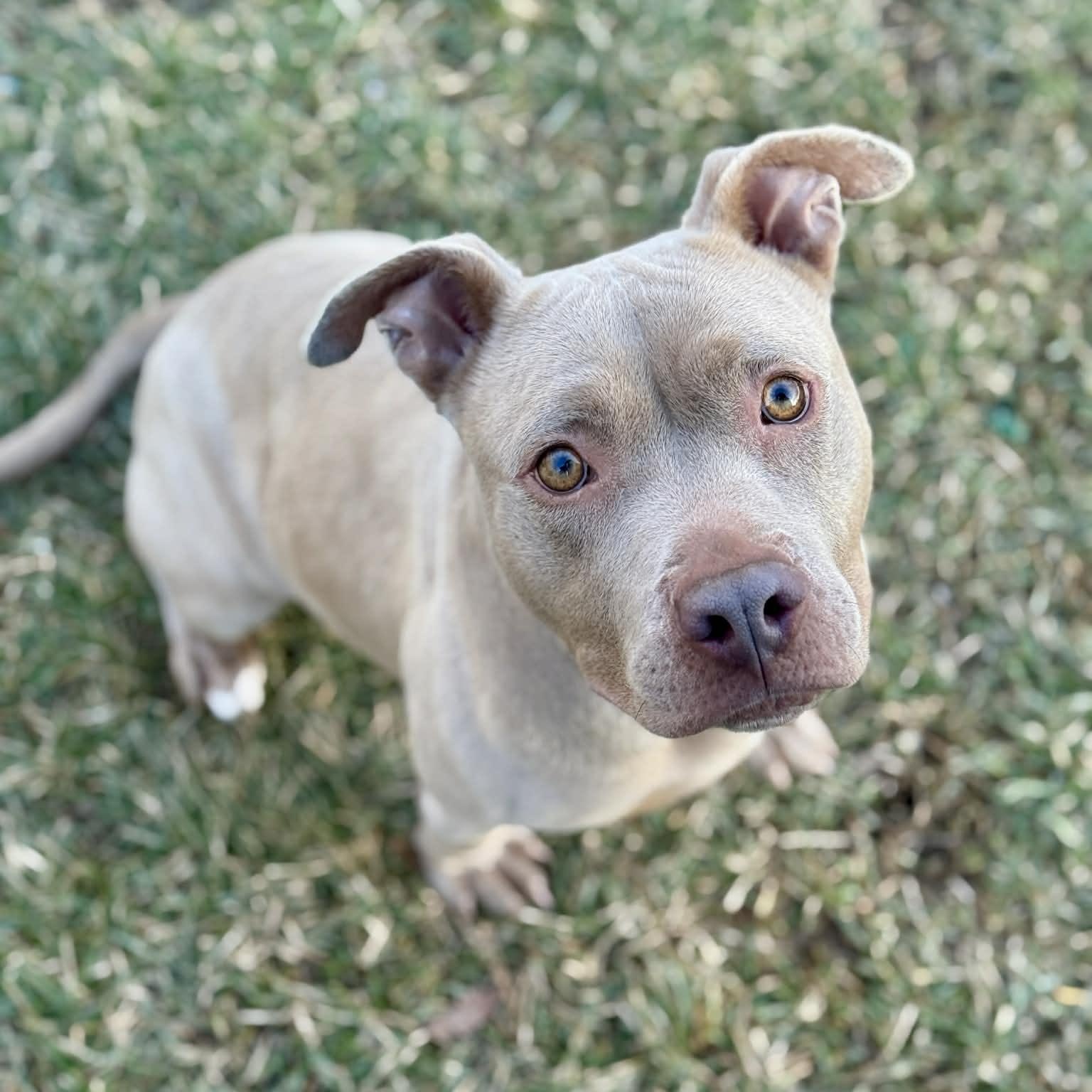 Rumi, ADOPTABLE, Adult Female Mixed Breed.