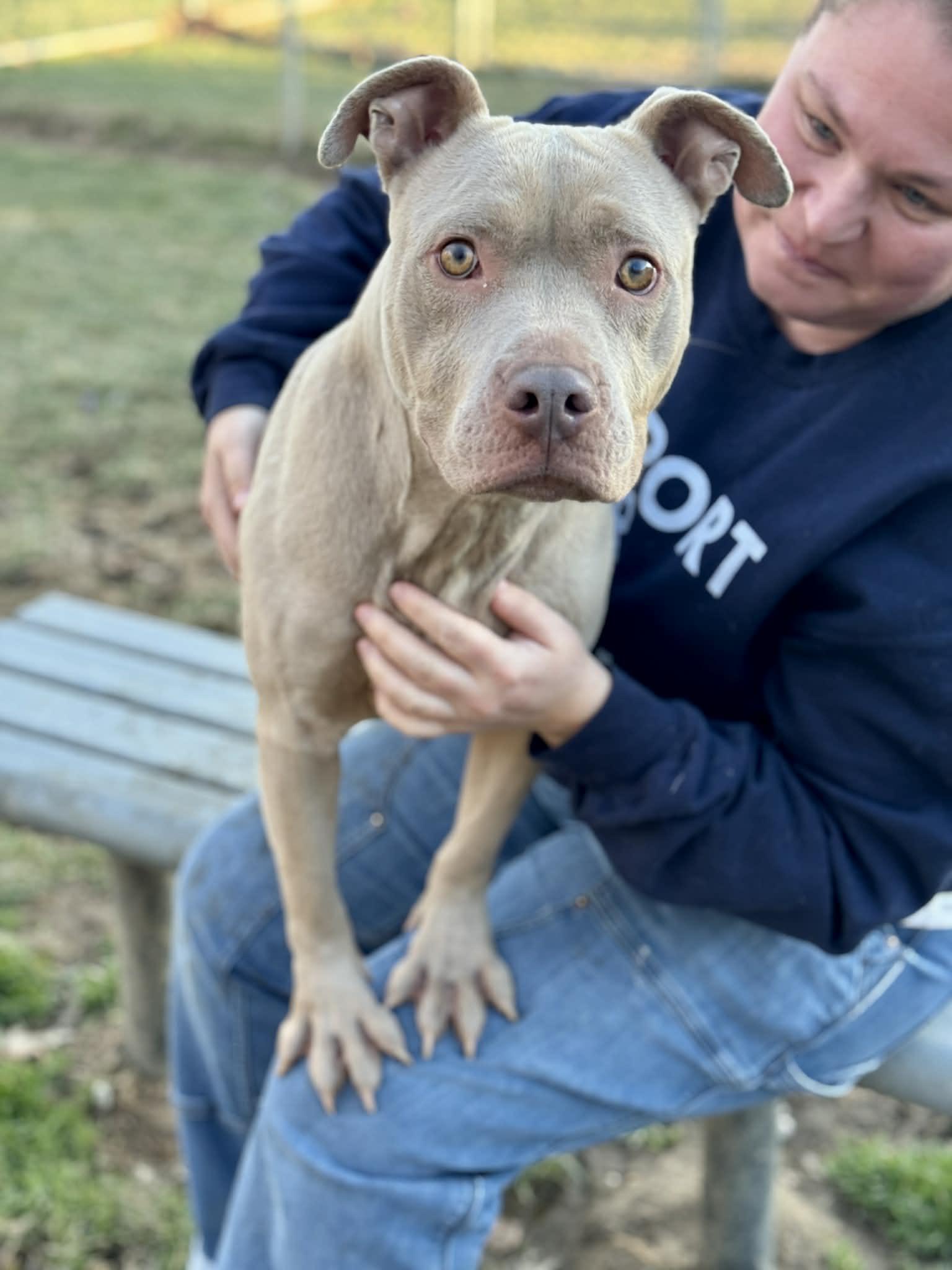 Rumi, a ADOPTABLE Mixed Breed in Benton Harbor, MI image 2/6
