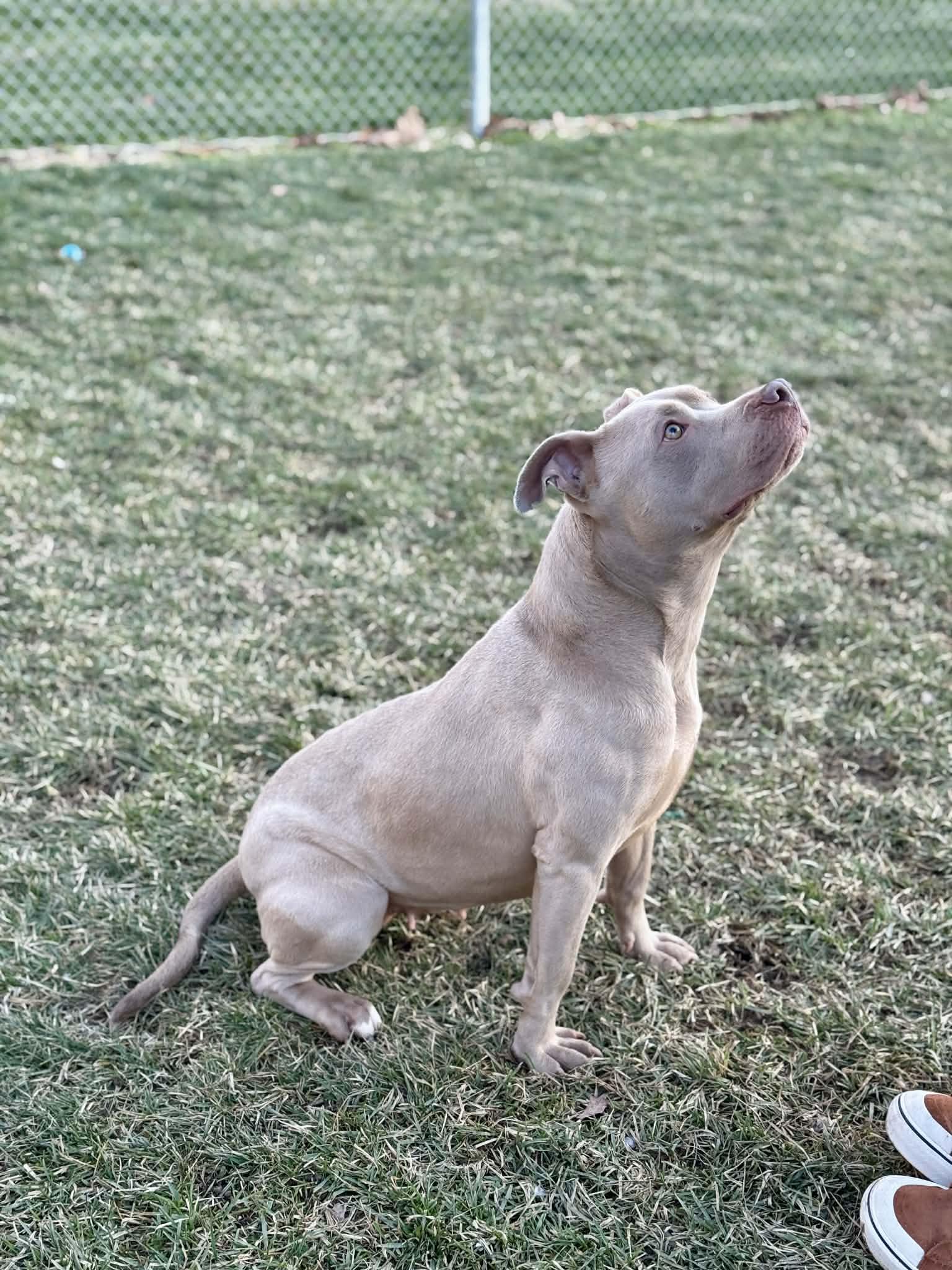 Rumi, a ADOPTABLE Mixed Breed in Benton Harbor, MI image 6/6