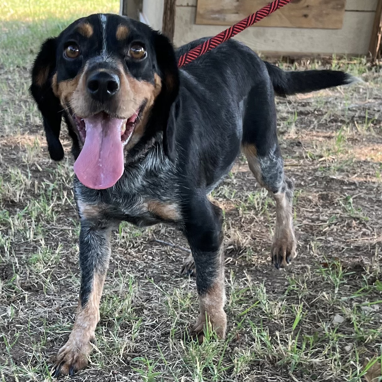 Enlarge Boo Boo, a Adopted mixed breed in Tishomingo, OK image 1/1