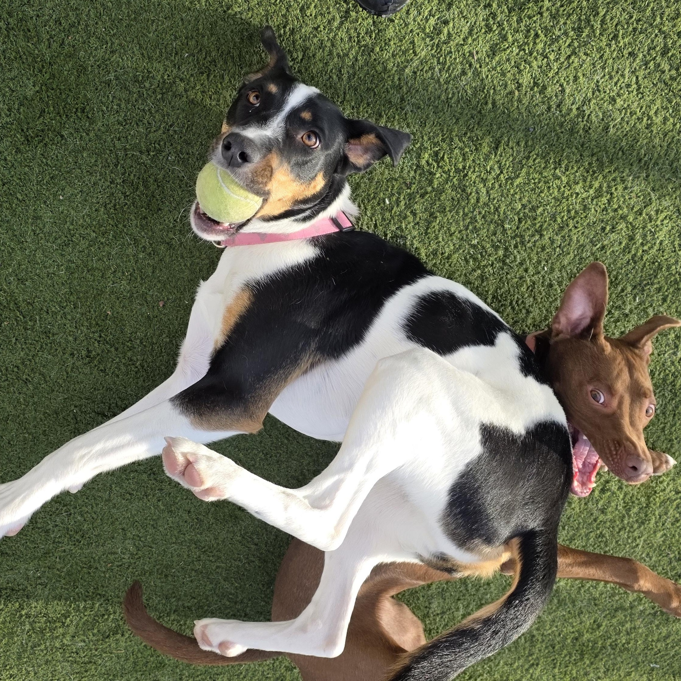 Jojo, a ADOPTABLE mixed breed in Jackson, WY image 2/3