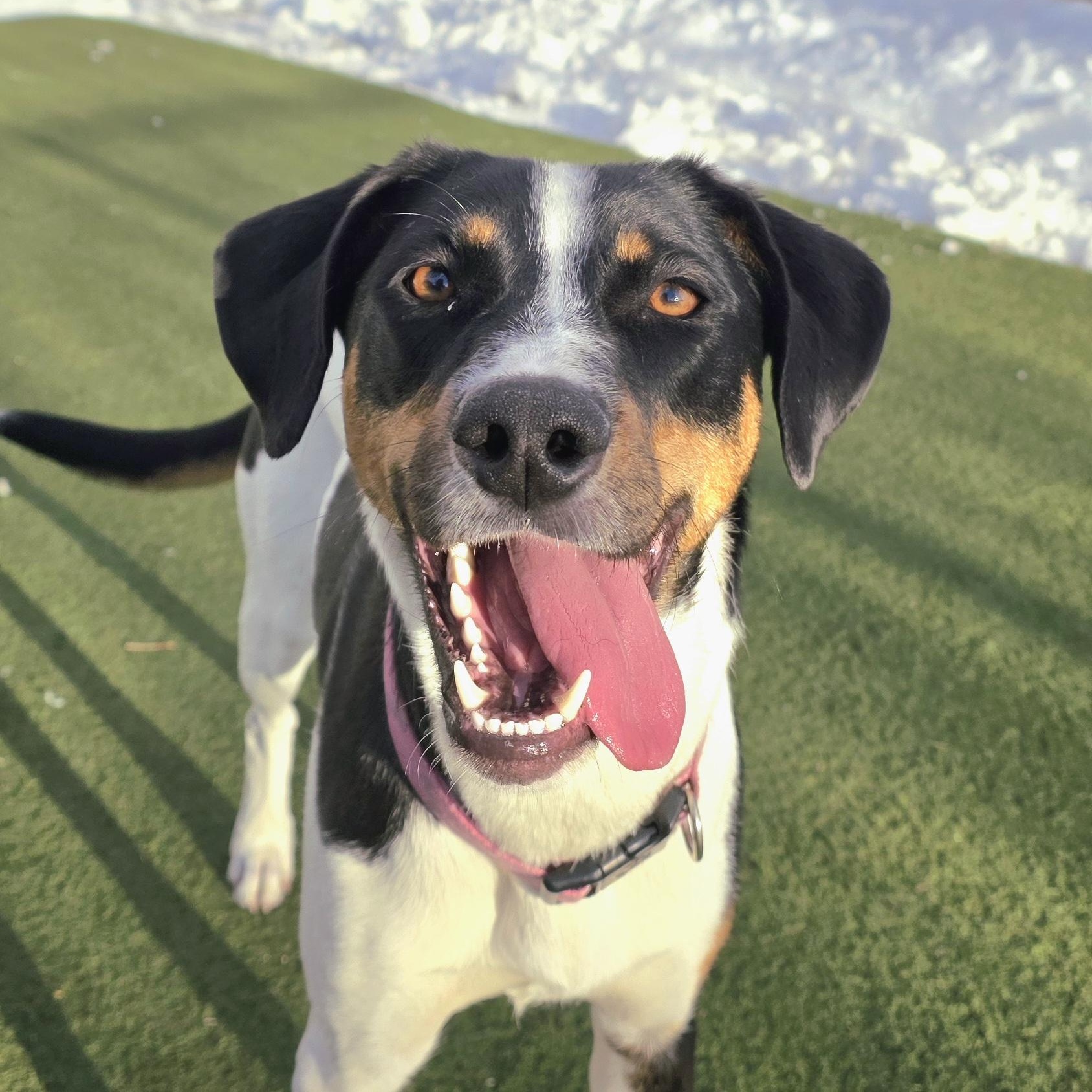 Jojo, ADOPTABLE, Young Female Weimaraner & Sheep Dog.