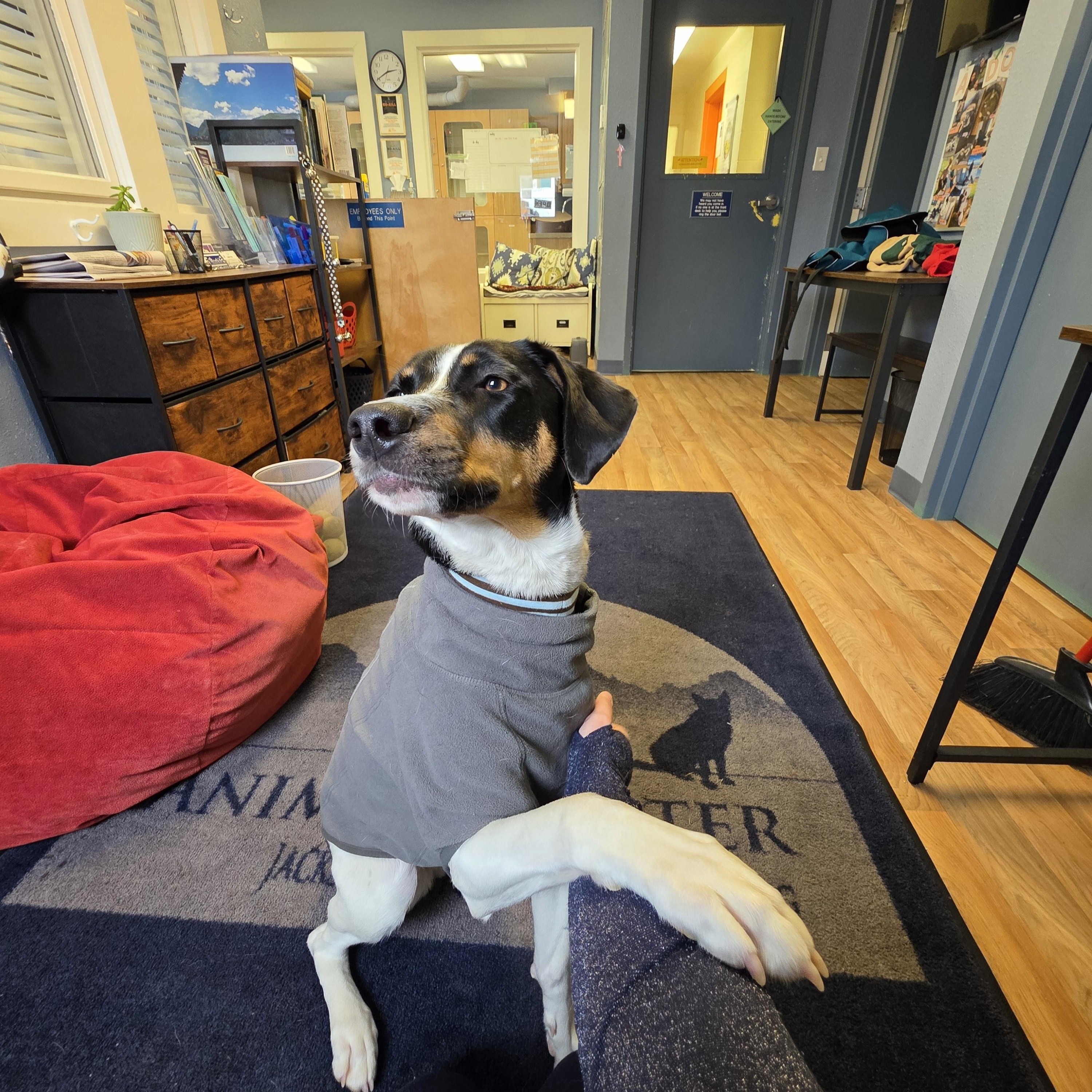 Jojo, a ADOPTABLE mixed breed in Jackson, WY image 3/3