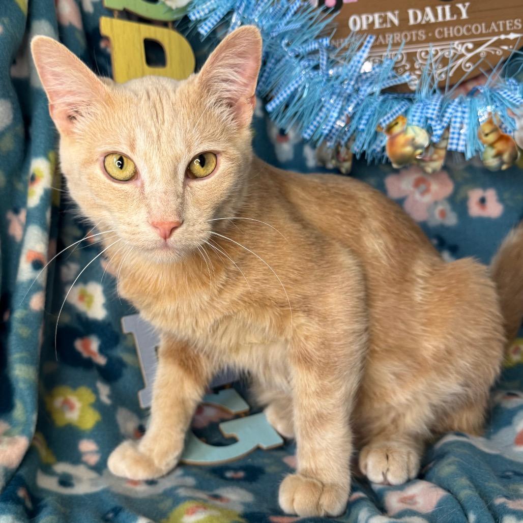 Enlarge Timon, a Adoptable mixed breed in Mount Vernon, IL image 2/5