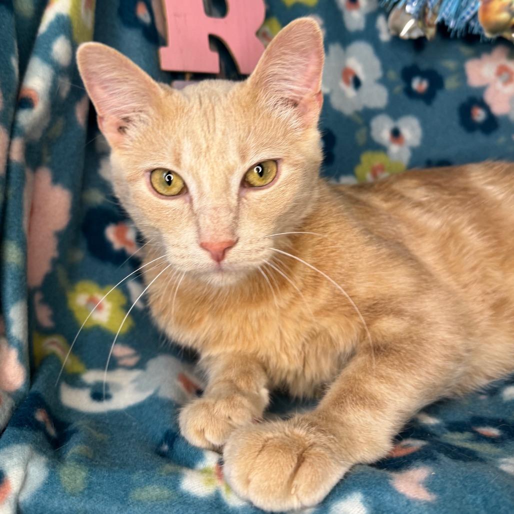 Enlarge Timon, a Adoptable mixed breed in Mount Vernon, IL image 3/5