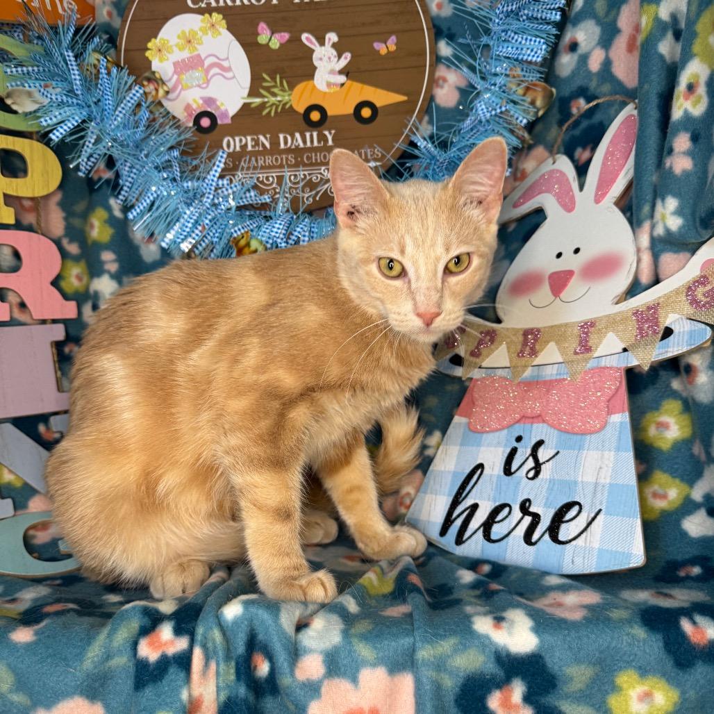 Enlarge Timon, a Adoptable mixed breed in Mount Vernon, IL image 4/5