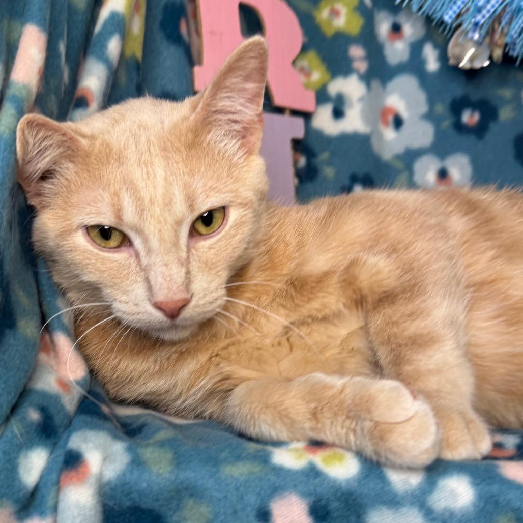 Enlarge Timon, a Adoptable mixed breed in Mount Vernon, IL image 5/5