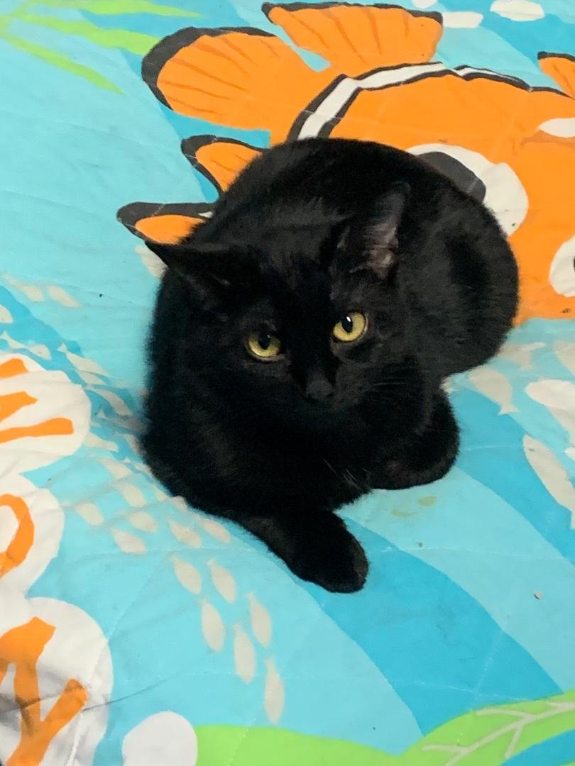 Enlarge Phantom, a Adoptable Domestic Short Hair in Hearne, TX image 1/3