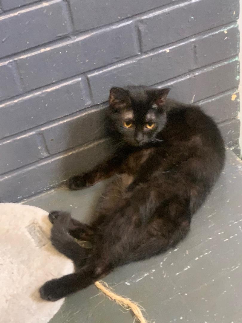 Enlarge Phantom, a Adoptable Domestic Short Hair in Hearne, TX image 2/3