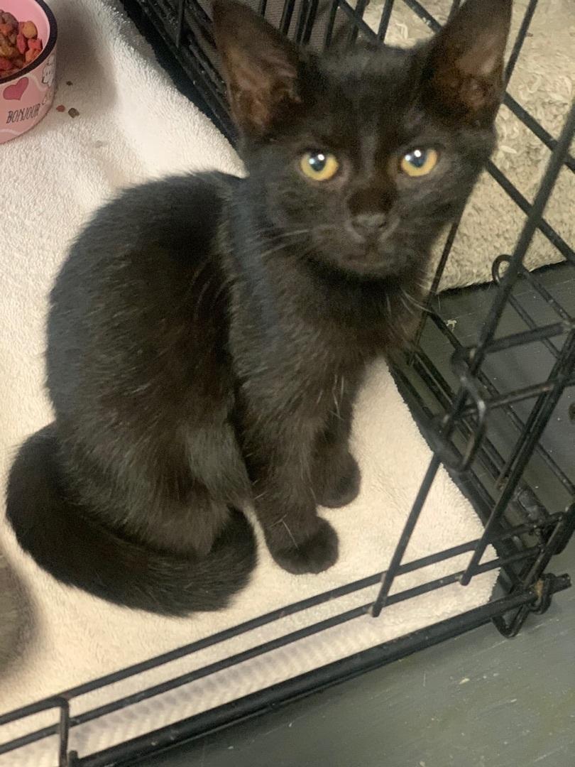 Enlarge Phantom, a Adoptable Domestic Short Hair in Hearne, TX image 3/3