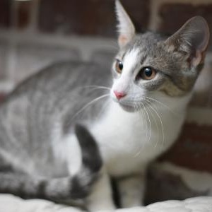 Enlarge Arlo, a Adoptable mixed breed in Appleton, WI image 3/5