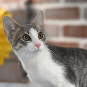 Enlarge Arlo, a Adoptable mixed breed in Appleton, WI image 5/5