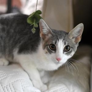 Enlarge Arlo, a Adoptable mixed breed in Appleton, WI image 2/5