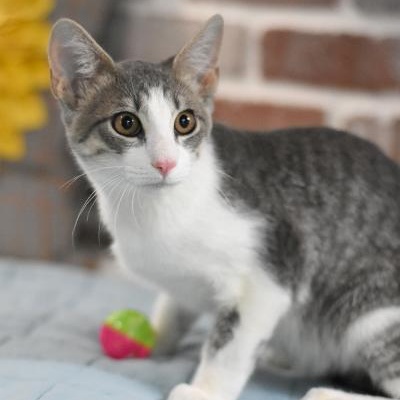 Enlarge Arlo, a Adoptable mixed breed in Appleton, WI image 1/5
