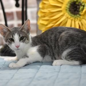 Enlarge Arlo, a Adoptable mixed breed in Appleton, WI image 4/5