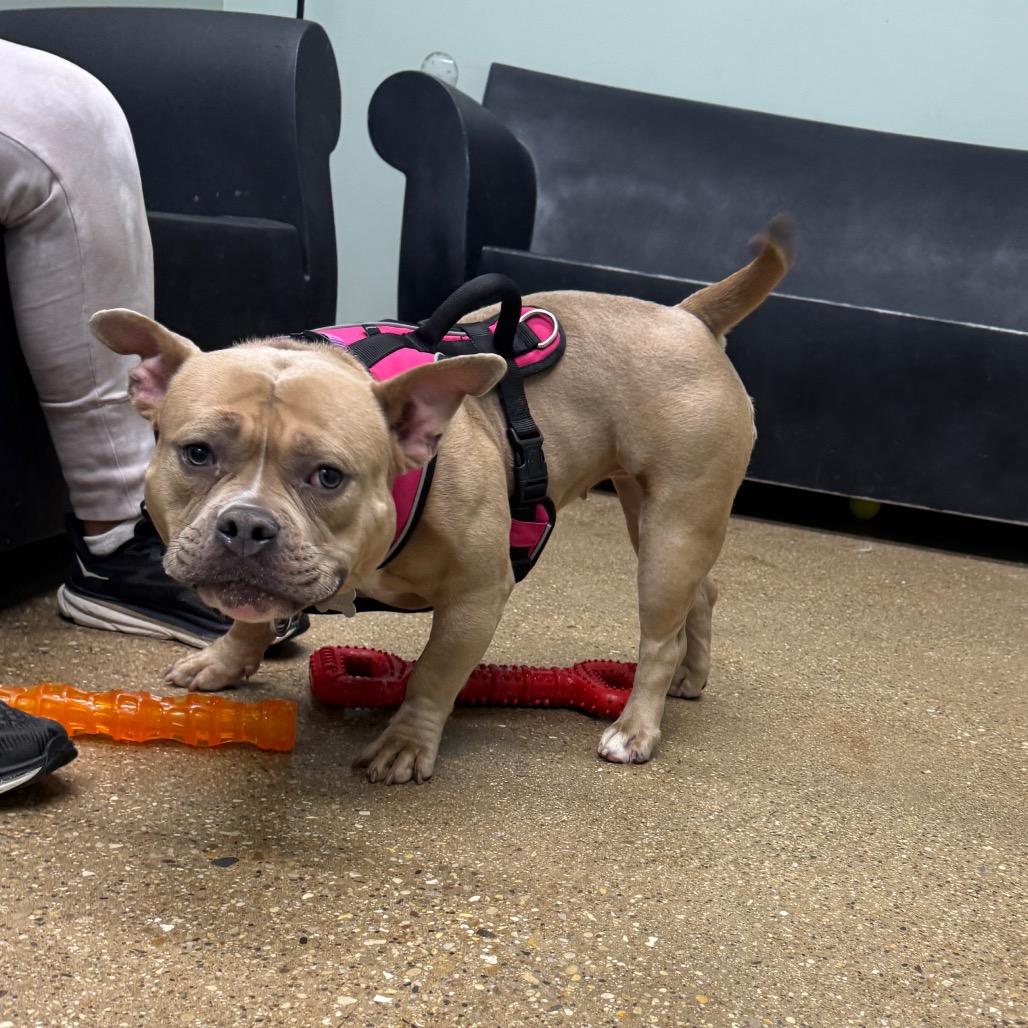 Enlarge Penelope, a Adoptable Mixed Breed in Skokie, IL image 1/6