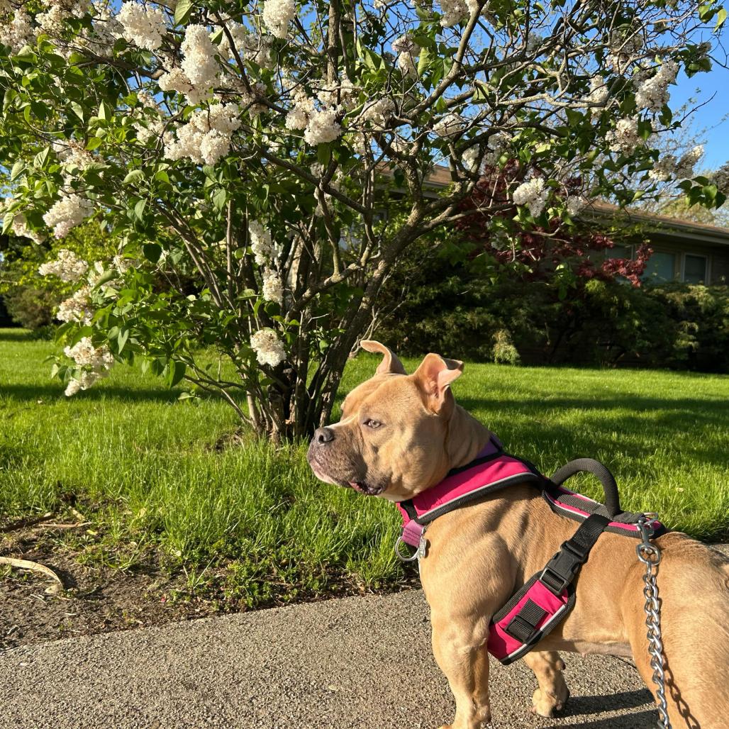 Enlarge Penelope, a Adoptable Mixed Breed in Skokie, IL image 3/6