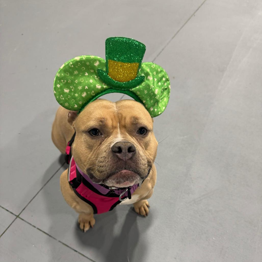 Enlarge Penelope, a Adoptable Mixed Breed in Skokie, IL image 4/6