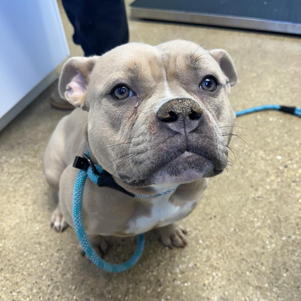 Enlarge Penelope, a Adoptable Mixed Breed in Skokie, IL image 5/6