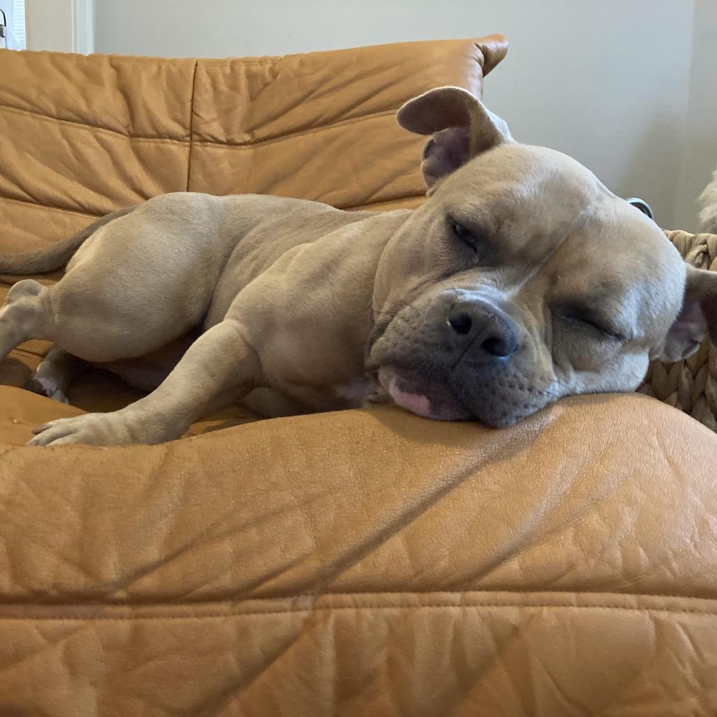 Penelope, a Adoptable Mixed Breed in Skokie, IL image 5/6