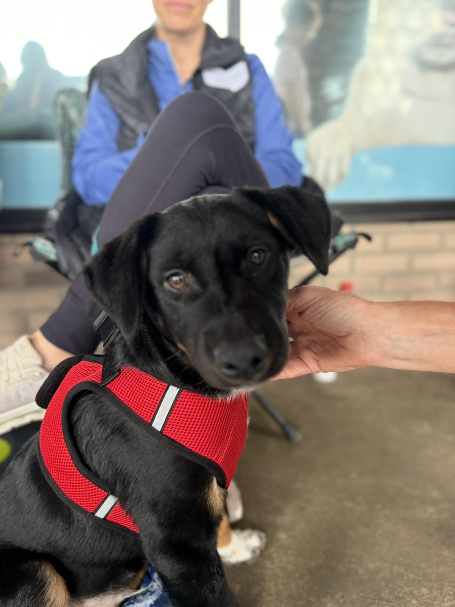 Enlarge Kenny, a Adoptable mixed breed in Minneapolis, MN image 2/6