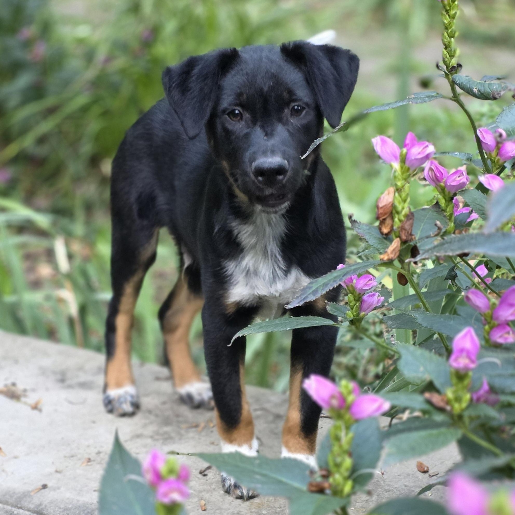 Enlarge Kenny, a Adoptable mixed breed in Minneapolis, MN image 5/6