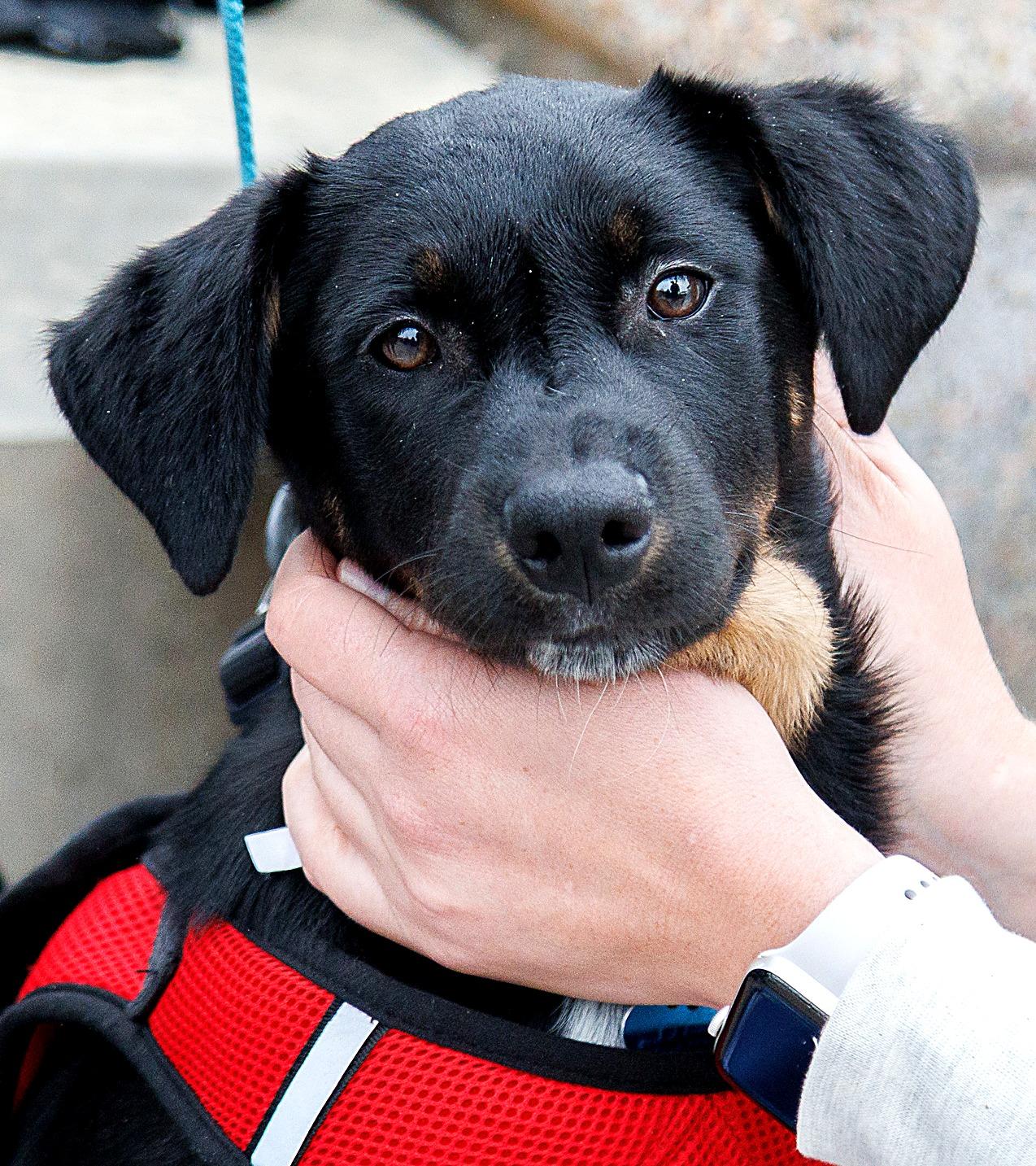 Enlarge Kenny, a Adoptable mixed breed in Minneapolis, MN image 3/6