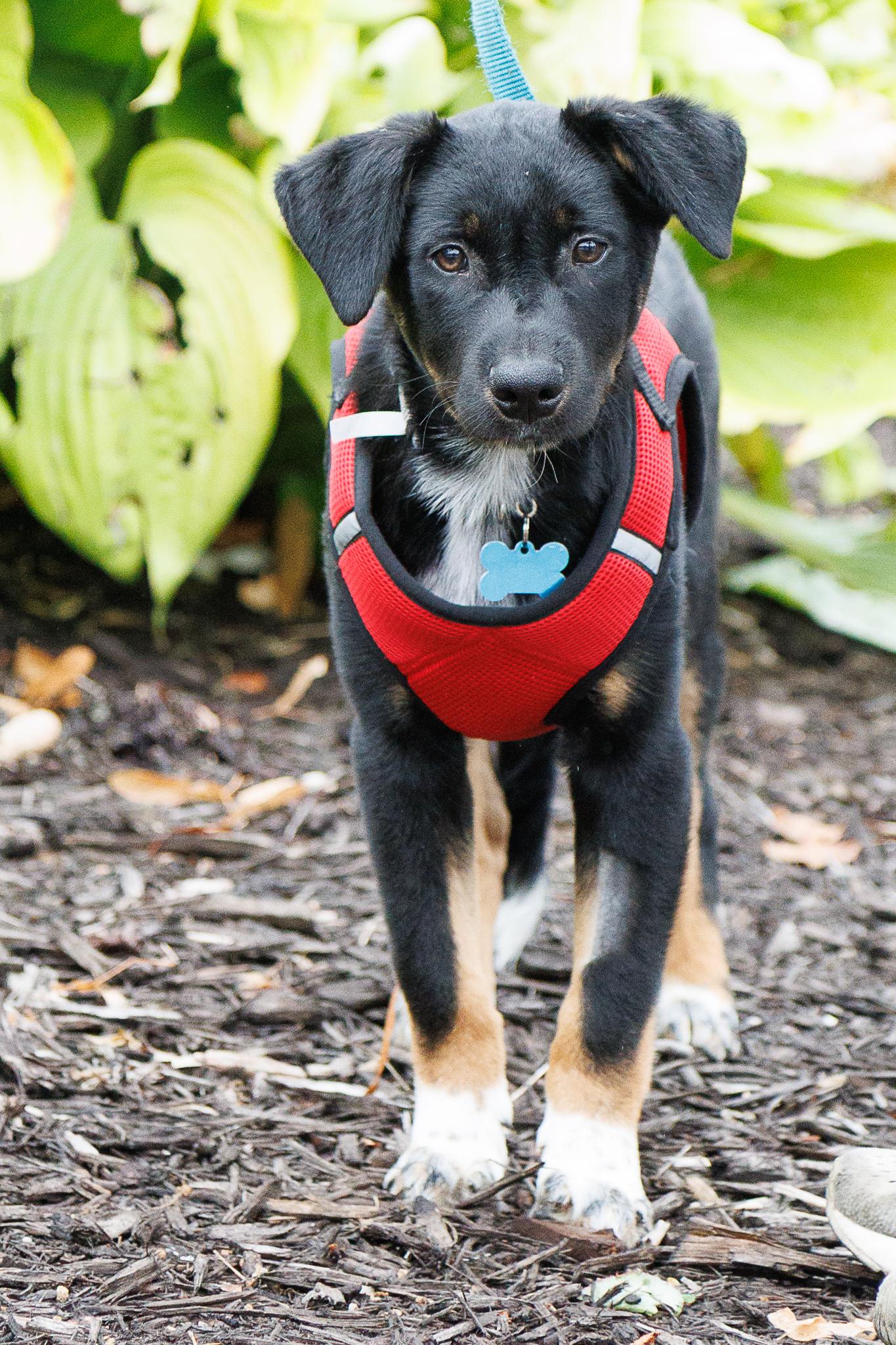 Enlarge Kenny, a Adoptable mixed breed in Minneapolis, MN image 3/6