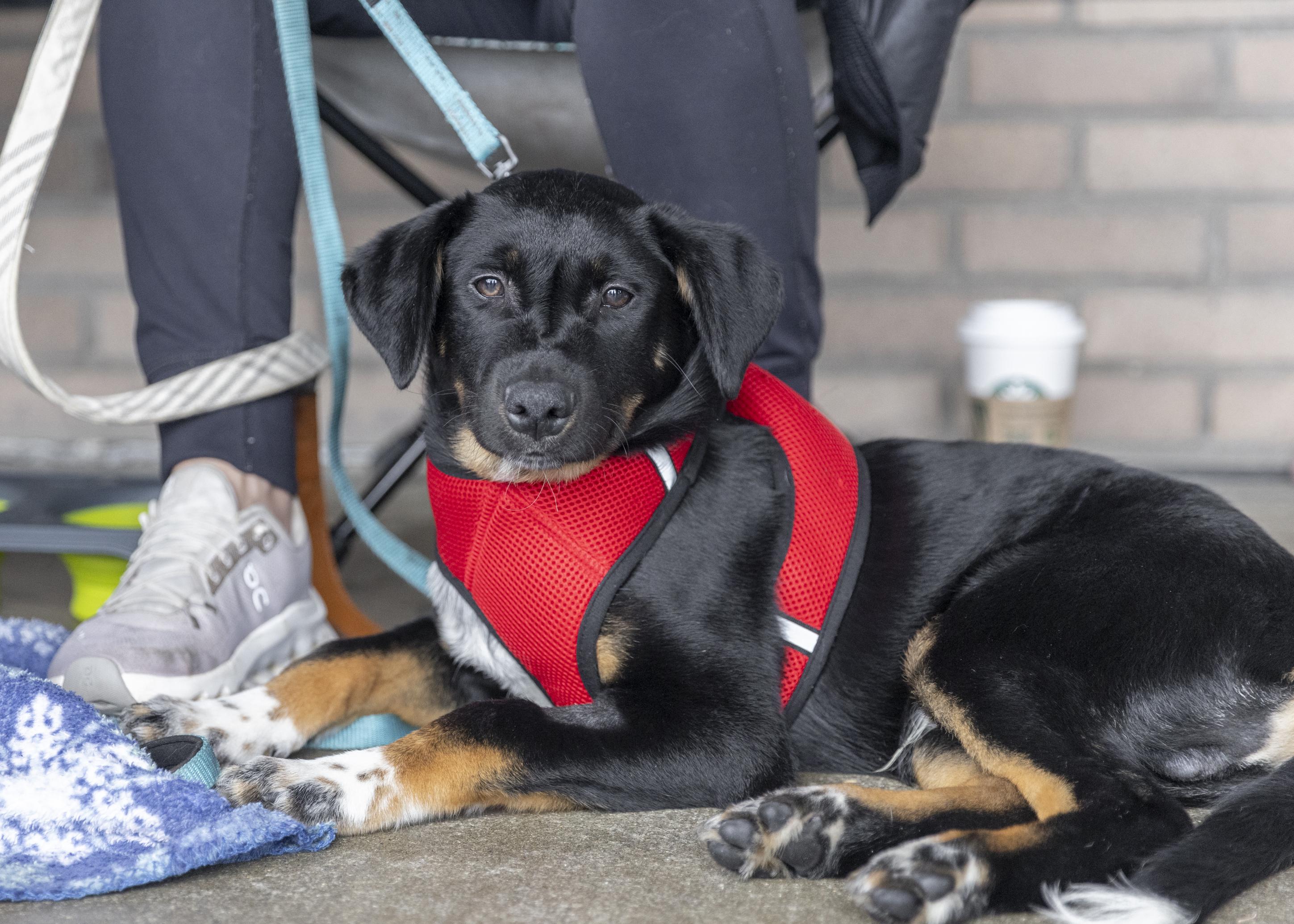Enlarge Kenny, a Adoptable mixed breed in Minneapolis, MN image 6/6
