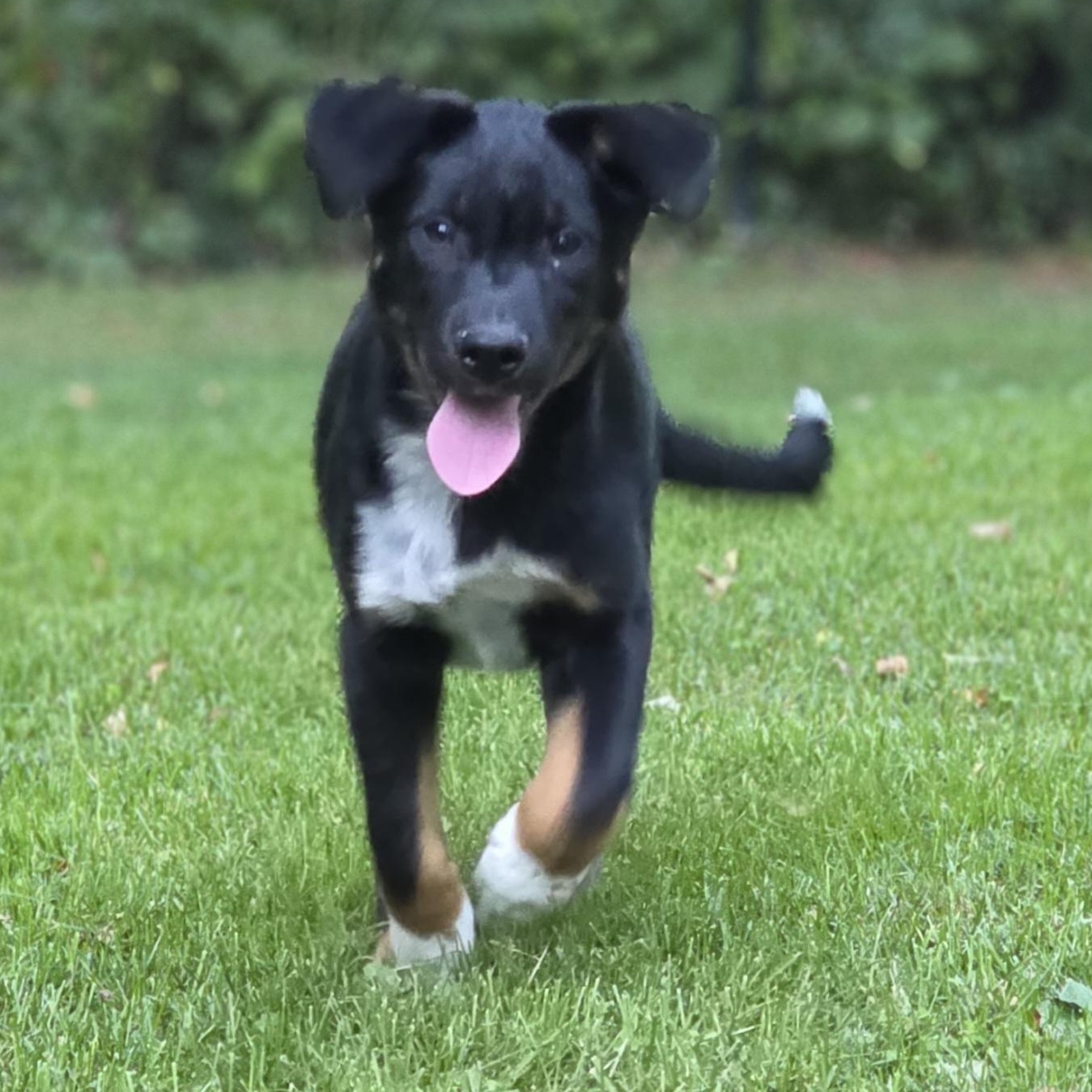 Kenny, Adoptable, Puppy Male Hound & Retriever.
