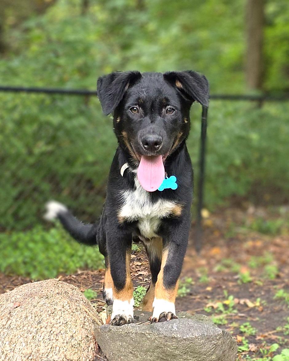 Kenny, Adoptable, Puppy Male Hound & Retriever.