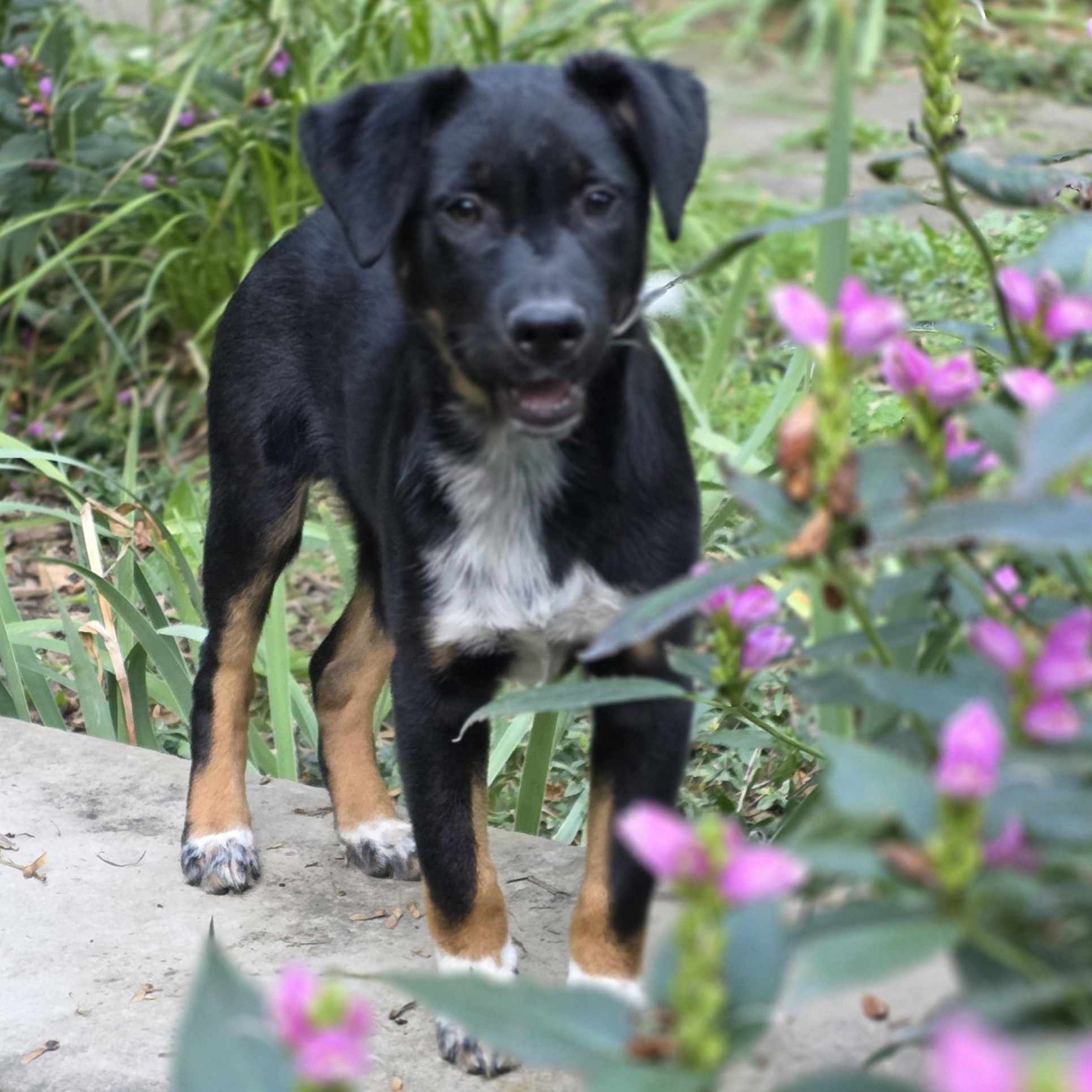 Enlarge Kenny, a Adoptable mixed breed in Minneapolis, MN image 4/6