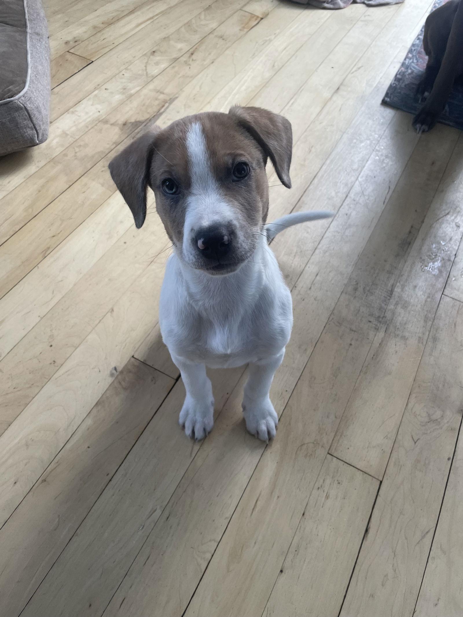 Geo, Adoptable, Puppy Male Australian Cattle Dog / Blue Heeler.