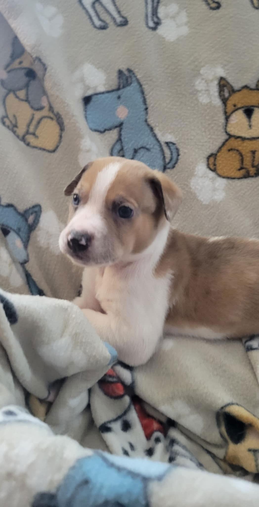 Geo, Adoptable, Puppy Male Pit Bull Terrier.