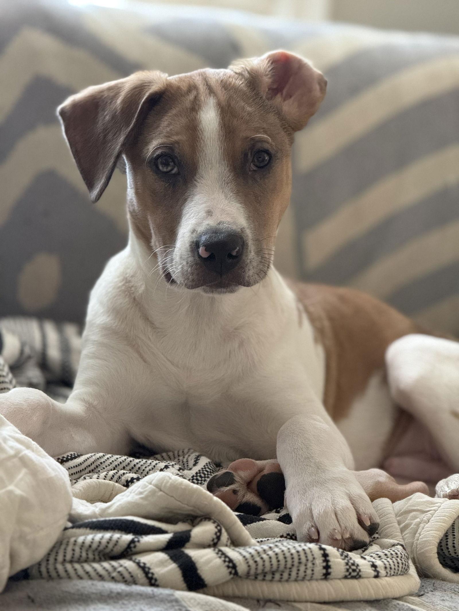 Enlarge Geo *Adoption Fee Waived- Dog of the Month*, a Adoptable Pit Bull Terrier in Saint Paul, MN image 2/3